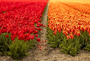 Vraag nu subsidie ongedekte vaste kosten land- en tuinbouw aan
