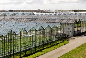 Overgangsregeling vrijstelling werkvergunning Oekraïners verlengd