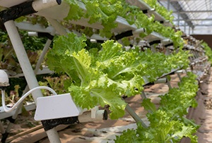 Nieuw borgstellingskrediet glastuinbouw
